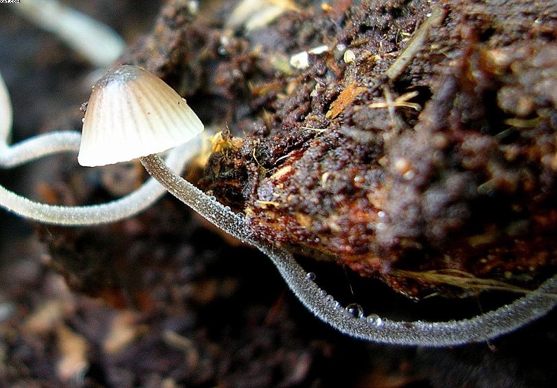 Andar per funghi nelle grotte